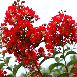 Crape Myrtle Bellini Strawberry